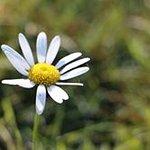 Darshani Pure Vegetable Fast Food